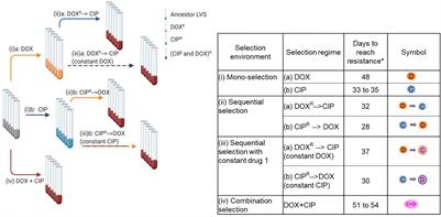 Mutational Switch-Backs Can Accelerate Evolution of Francisella to a Combination of Ciprofloxacin and Doxycycline